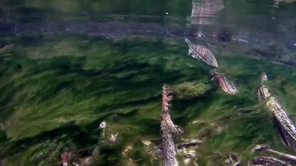 Schildkröte in einer kristallklaren Quelle in Florida — Stockvideo