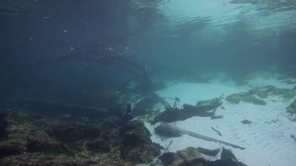 美人鱼西特河佛罗里达淡水泉 — 图库视频影像