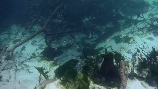 美人鱼西特河佛罗里达淡水泉 — 图库视频影像