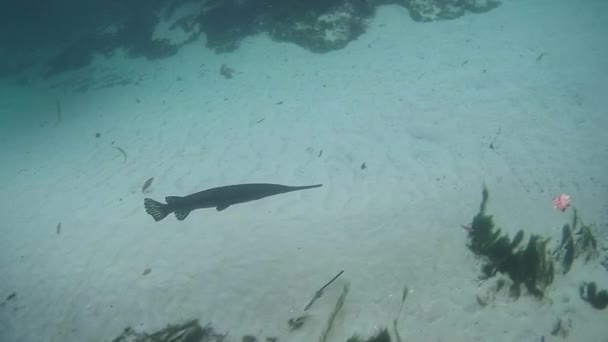 Pescado caimán Gar — Vídeo de stock