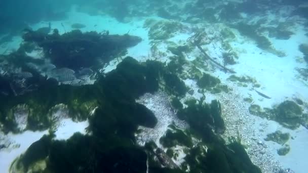 Weeki Wachee River Florida Fontes de água doce — Vídeo de Stock