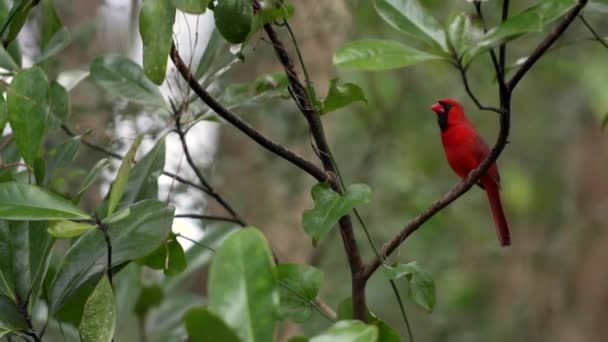 Kuzey Kardinal Kuşu erkek — Stok video
