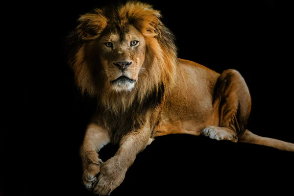 Male Lion over black bacground — Stock Photo, Image