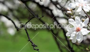 Manolya çiçeği ve arılar