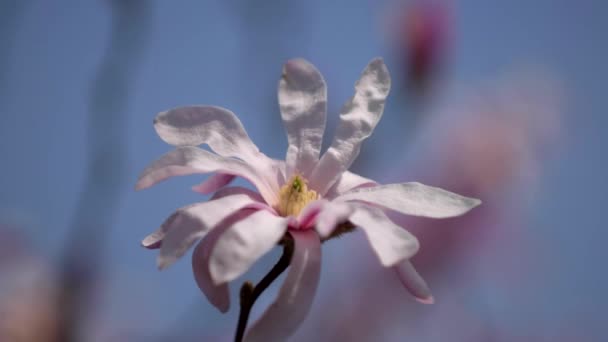 Roze magnolia bloem — Stockvideo