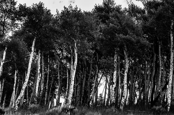 Birch Trees Blacl and White — Stock Photo, Image