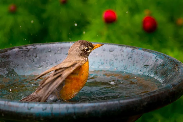 American Robin Bird - Turdus Migratorius tomando un baño —  Fotos de Stock