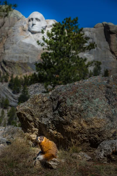 MT Rushmore Marmot — Φωτογραφία Αρχείου