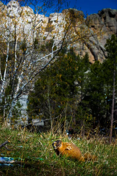 MT Rushmore Marmot — Stockfoto