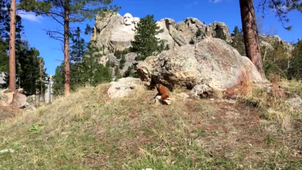 Mt Rushmore Marmot — Stock Video