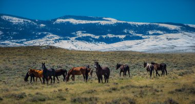 Wild Mustangs Horse Wyoming clipart