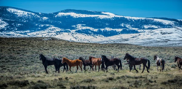 Mustangs sauvages Cheval Wyoming — Photo