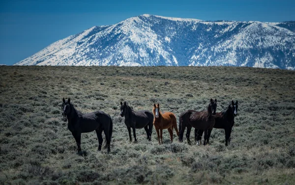 Mustangs salvajes Caballo Wyoming — Foto de Stock