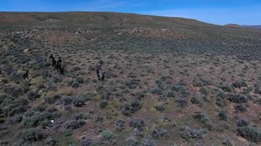 Vahşi Mustang at Wyoming hava