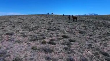 Vahşi Mustang at Wyoming hava