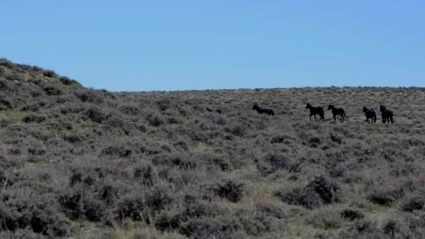 Mustang selvaggi cavallo Wyoming — Video Stock