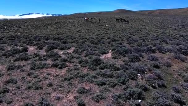 Wild Mustangs Horse Wyoming aérea — Vídeos de Stock