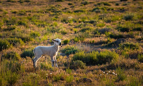 Χαριτωμένο μικρά πρόβατα — Φωτογραφία Αρχείου