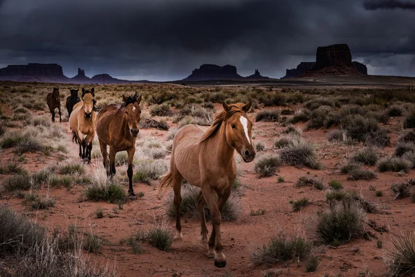 Vad lovak Monument Valley — Stock Fotó