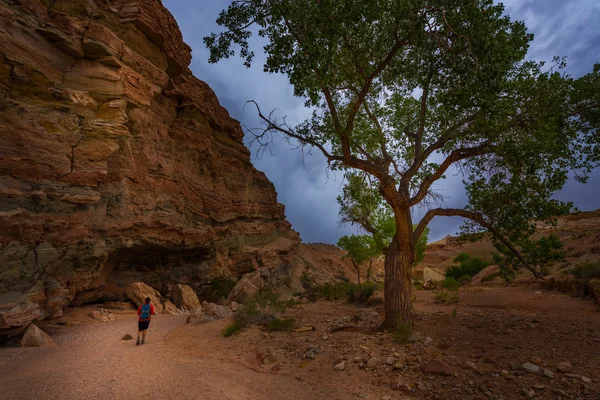 Lilla vilda hästen Canyon vandrare vid ingången — Stockfoto