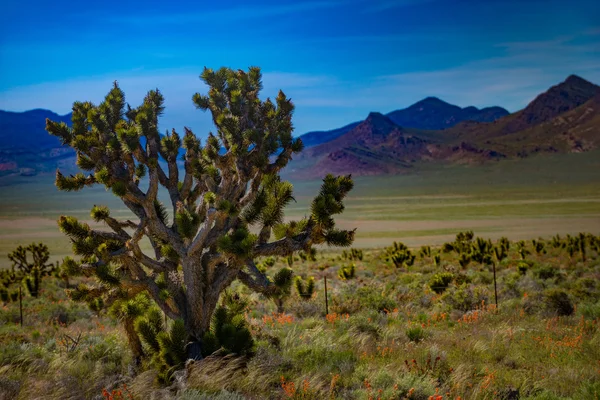 Joshua träd Nevada — Stockfoto