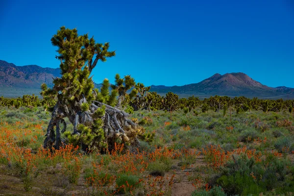 Joshua stromy Nevada — Stock fotografie