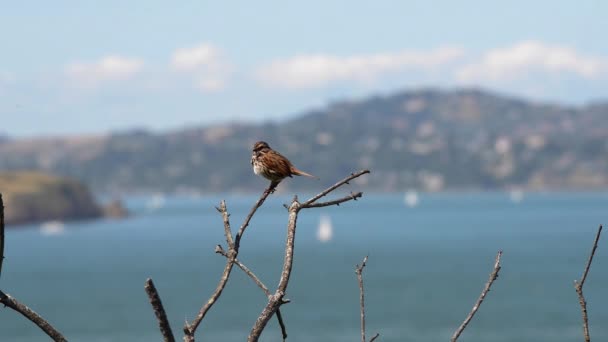 Ptaszek przeciwko San Francisco Bay — Wideo stockowe