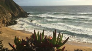 Gri balina Cove Beach California