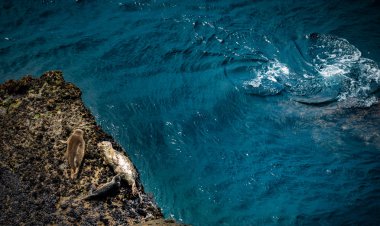 Kaliforniya deniz yaban hayatı foklar 