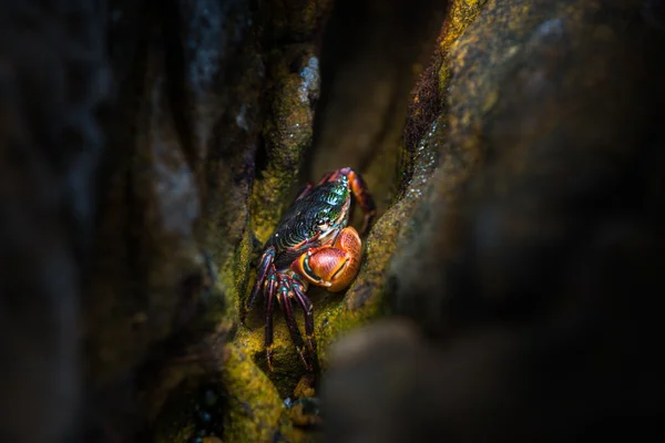 Полосатый береговой краб — стоковое фото