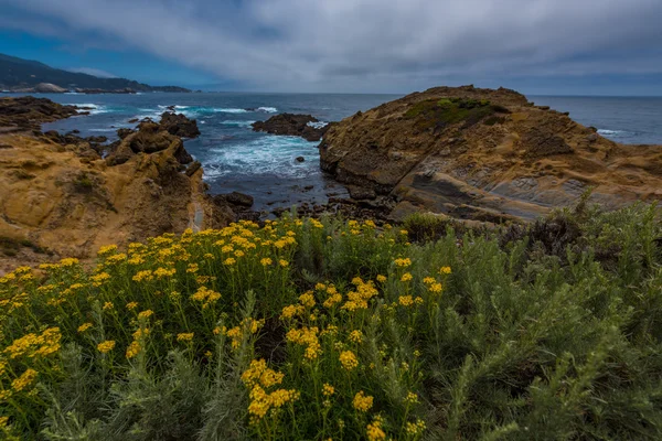 У прибережних скраб Лобос точки State Park California — стокове фото