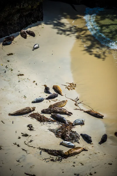 Pieczęcie na plaży — Zdjęcie stockowe