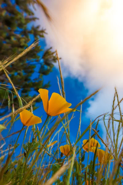 Flores de papoila da Califórnia — Fotografia de Stock