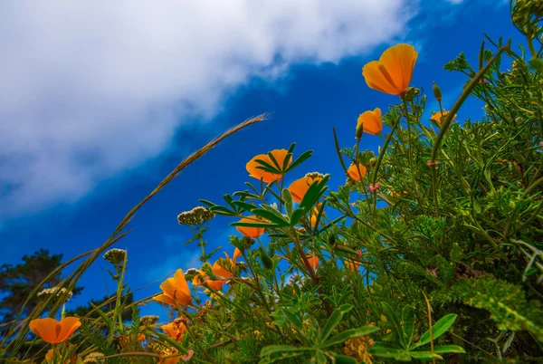 California haşhaş çiçekleri — Stok fotoğraf