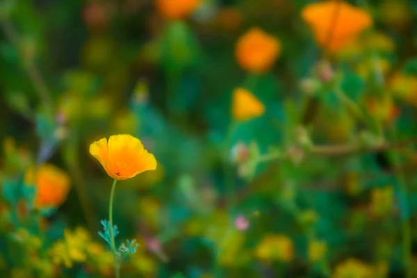 California haşhaş çiçekleri — Stok fotoğraf