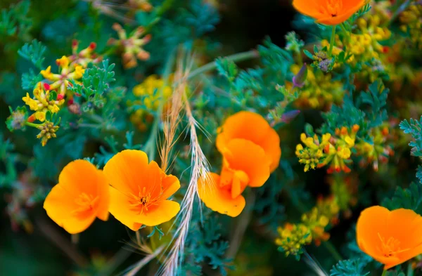 California haşhaş çiçekleri — Stok fotoğraf