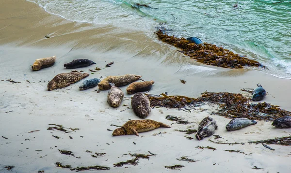 Kumsalda foklar — Stok fotoğraf
