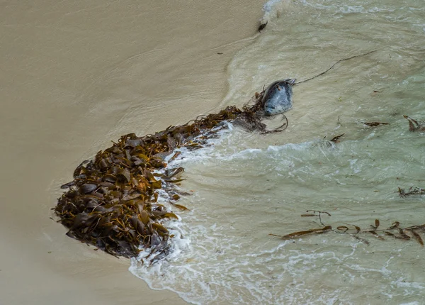 바다표범 — 스톡 사진