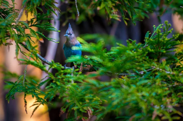 Stellers Jay Bird — Stock Photo, Image