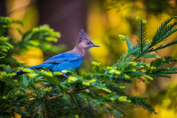 Stellers Jay ptak — Zdjęcie stockowe