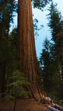 Katır geyiği Sequoia ve Kings Kanyon Milli Parkı, Kaliforniya