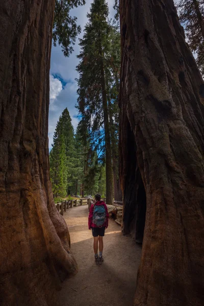 Turysta, podziwiając Giant Sequoia drzewa — Zdjęcie stockowe