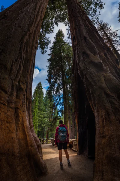 Turysta, stojąc między dwoma Giant Sequoia drzewa — Zdjęcie stockowe