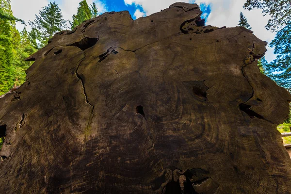 Dev sekoya ağacı Yüzükler — Stok fotoğraf