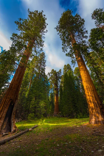 Giant Sequoia drzew o zachodzie słońca — Zdjęcie stockowe