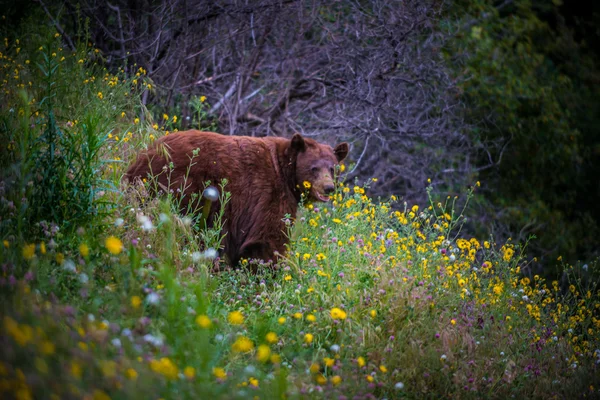 Wild zwarte beer op gebied van bloemen — Stockfoto