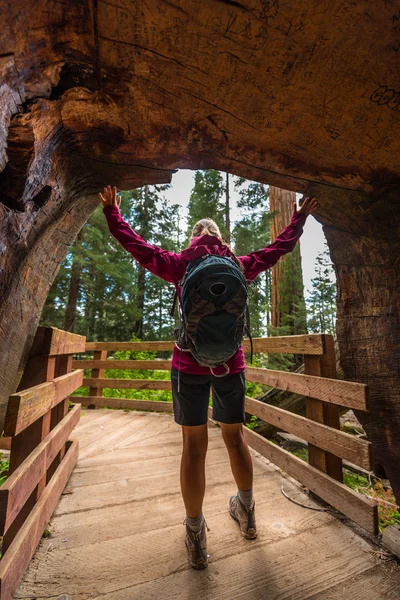 Hiker in Giant Sequoia tree tunnel — Stock Photo, Image