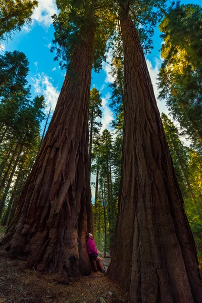 Hiker, admiring Giant Sequoia trees — Stock Photo, Image