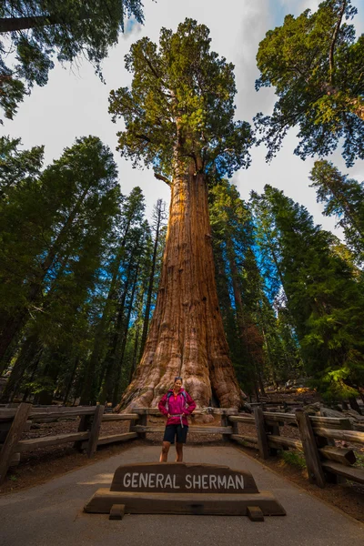 Turysta, podziwiając Giant Sequoia drzew General Sherman — Zdjęcie stockowe