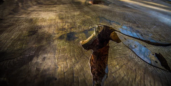 Albero di sequoia gigante Anelli — Foto Stock